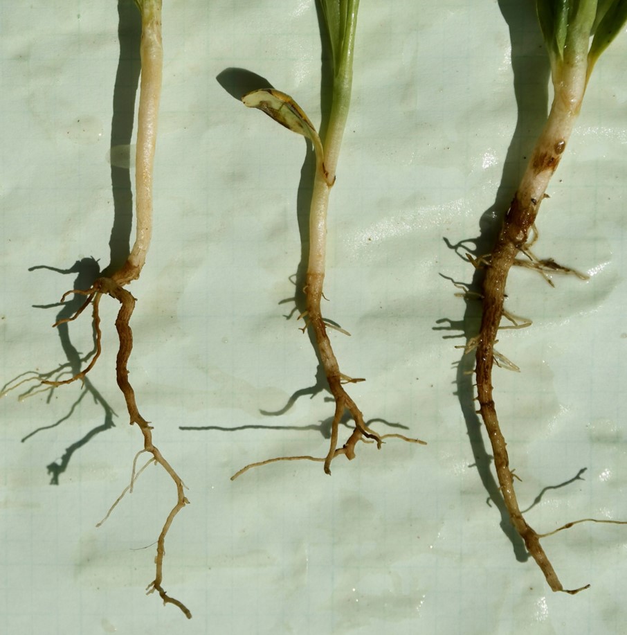 Figure 4. Safflower roots stunted by Al
