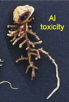 Figure 4. pea root stunted by Al toxicity