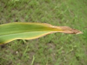 K deficient corn leaf tip, image by IPNI