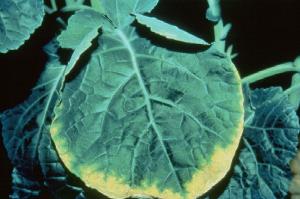 K deficient canola leaf, image by PPI