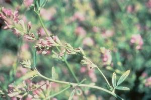 K deficient alfalfa flower