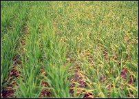 K deficient barley field on right, image by IPNI