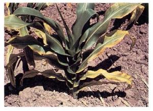 K deficient corn plant, image by PPI