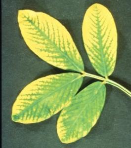 Fe deficient alfalfa leaf