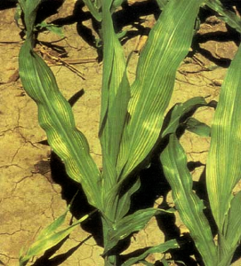 Fe deficient corn plant
