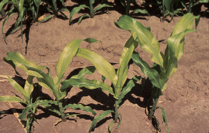 Fe deficient corn plants