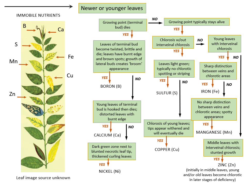 Visual flow chart of immobile nutrient deficiencies in plants, text version in drop-down below image.