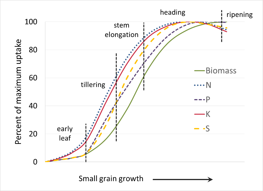 Small grains: N and K uptake is greater than P and S uptake during early leaf. Uptake rates for all nutrients are high during tillering and stem elongation. N, K, and S uptake is complete around mid-heading with P uptake finishing later.