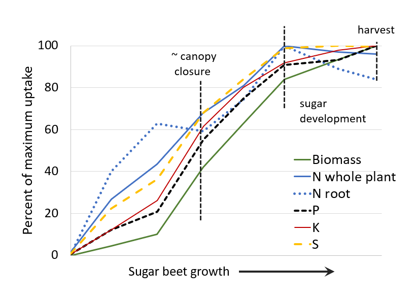 Sugar beet: Uptake occurs most rapidly around canopy closure and most nutrients are near 100% of maximum uptake at harvest.