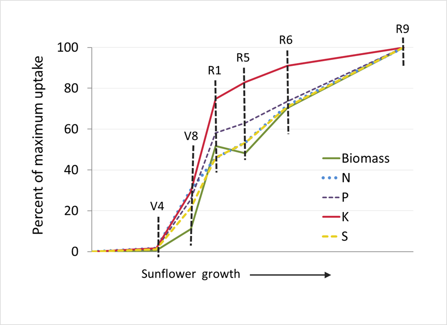 Sunflower: Rates are slow until V4, where they sharply increase before slowing at the onset of reproductive growth. 100% uptake is reached at R9.