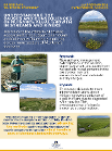 An infographic about understanding the causes and consequences of nuisance algal growth