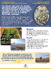 An infographic about seeding or not seeding to determine how residual herbicide effects