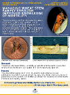 An infographic about managing Wheat Stem Sawfly