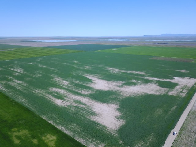 Figure 5. Aerial view of safflower field wiht low pH patches