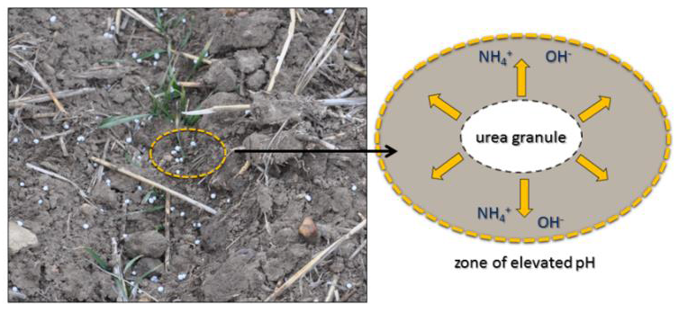 urea granule on soil surface, drawing zone of pH drop around the granule