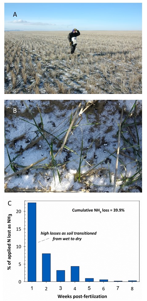 photo urea being scattered on light snow cover, photo urea granules in the snow, bar graph % N lost as NH3 1 to 8 weeks after urea application