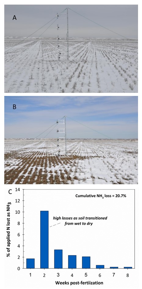 urea applied to snow cover, snowpack decline after 6 days, % applied N lost in 1 to 8 weeks after application