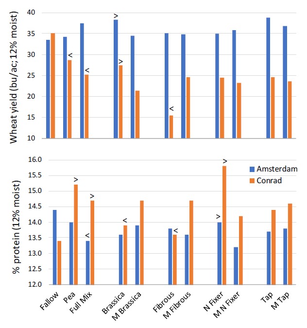 wheat yield and protein at Amsterdam and Conrad by cover treatment