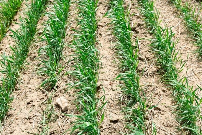 wheat plants no lime 90 lb P