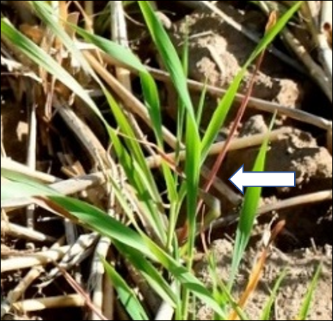 wheat plant purple P deficient leaves