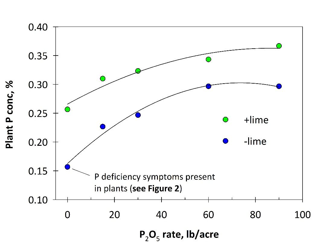 Figure 3. Grain tissue P concentration with lime and different rates of seed-placed P