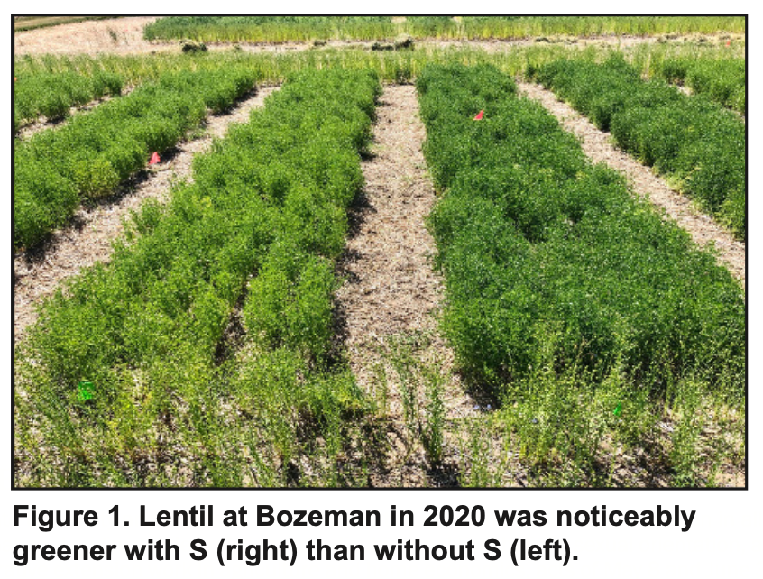 Lentil at Bozeman in 2020 was noticeably greener with S than without 