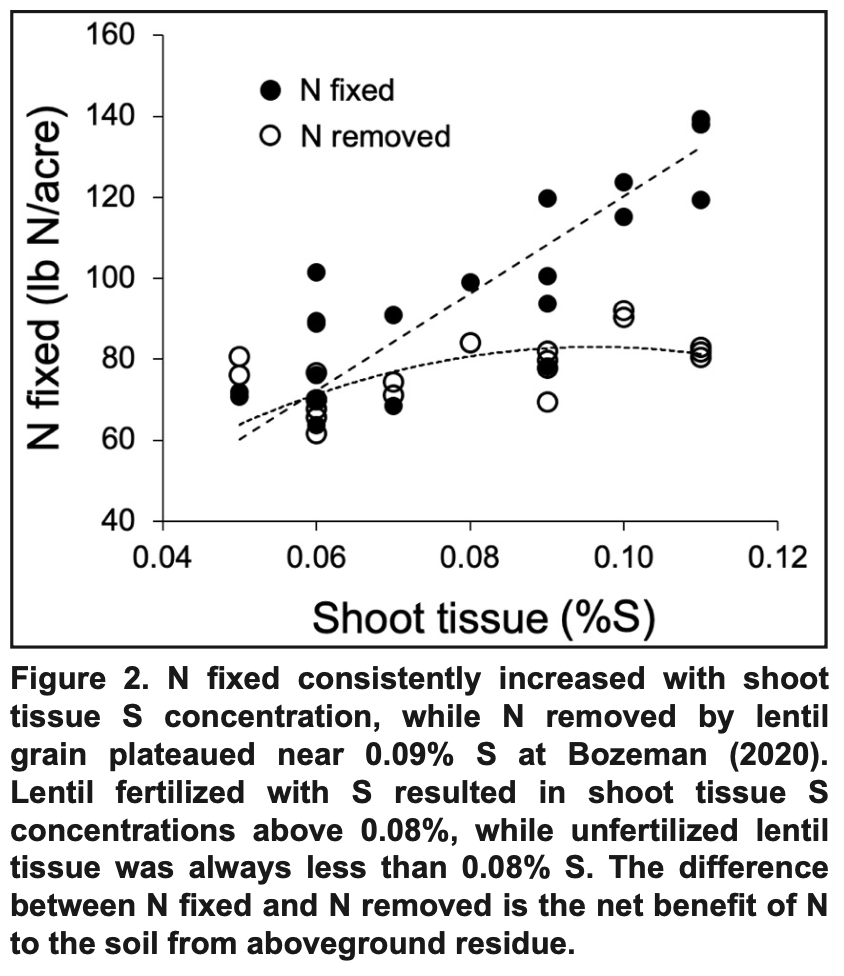 N fixed consistently increased with shoot tissue S concentration, while N removed by lentil grain plateaued near 0.09% S at Bozeman (2020). Lentil fertilized with S resulted in shoot tissue S concentrations above 0.08%, while unfertilized lentil tissue was always less than 0.08% S. The difference between N fixed and N removed is the net benefit of N to the soil from aboveground residue.