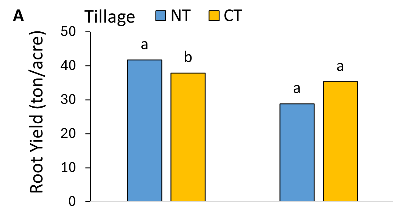 root yield by tillage in 2019 and 2020