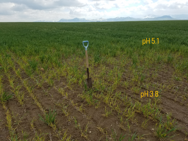 Figure 5. wheat field with low pH in front and higher pH in back