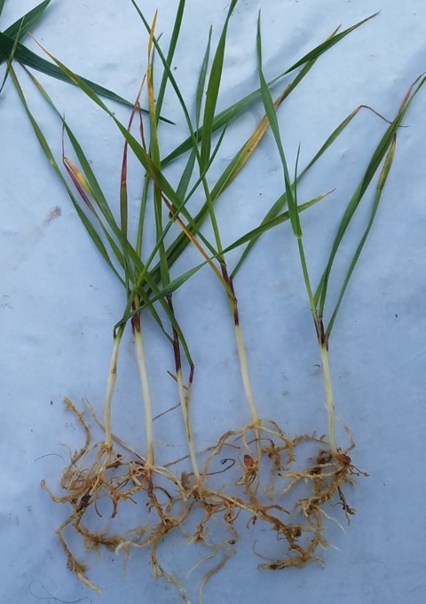 Figure 4. wheat plants with Al stunted roots