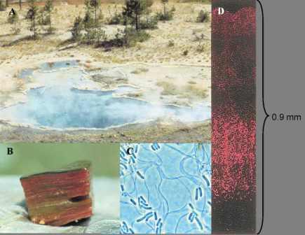 Green hot spring microbial mats occur below ca. 74°C (a).  The top green layer (b) is comprised of filamentous green nonsulfur-like bacteria and unicellular cyanobacteria, Synecho-coccus (c) that form distinct layers of different autofluorescence intensity in the top 1 mm. (d)
