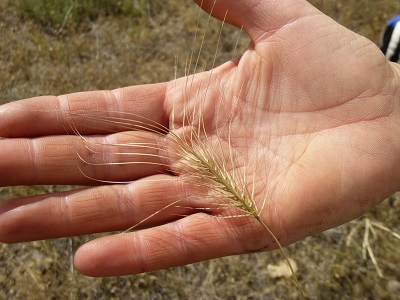 image of invasive weed seed head in a human palm