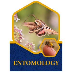 Entomology Icon featuring a white lined sphinx hawkmoth