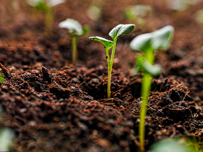 seedlings rising from the top soil