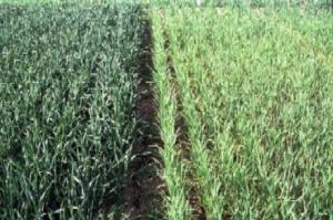 A field of wheat with dark green plants on the left and light green plants due to nitrogen deficiency on the right
