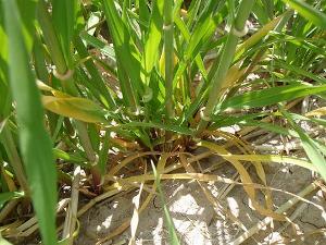 Barley with yellowing lower leaves from nitrogen deficiency