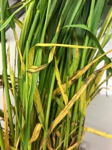 Wheat with yellowing lower leaves from nitrogen deficiency