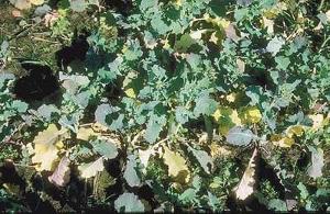 Canola plants at the rosette stage with yellowing lower leaves from nitrogen deficiency