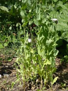 Poppy plants with light green or yellow lower leaves due to nitrogen deficiency