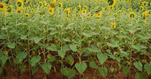 Sunflowers in a field with thin stems and light green, yellowing older leaves due to nitrogen deficiency