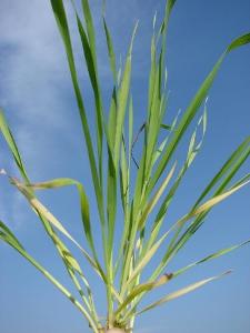 Wheat with yellowing lower leaves due to nitrogen deficiency