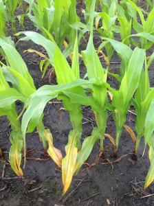 Young corn plants with yellowing bottom leaves due to nitrogen deficiency