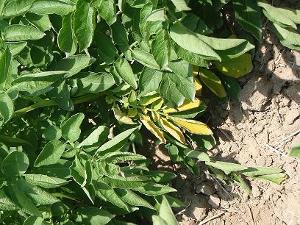 Potato with yellow older leaves due to nitrogen deficiency