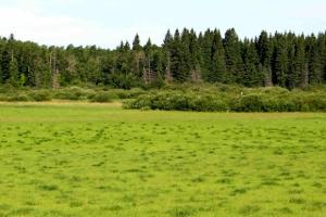 A pasture with light green grass from nitrogen deficiency