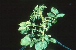 Potato plant with mild phosphorus deficiency