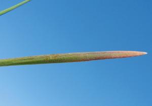 Wheat leaf with purpling around the tip and margins due to phosphorus deficiency