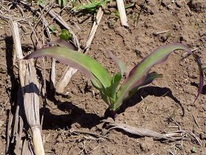 A young corn plant with purpling leaves due to phosphorus deficiency