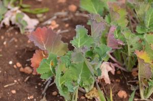 Young canola plant with red or purple leaves due to phosphorus deficiency
