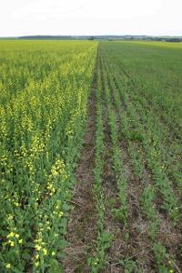 A field of canola with healthy, flowering plants on the left and phosphorus deficient, stunted plants on the right