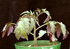 Tomato plant with purple leaves and stunted growth due to phosphorus deficiency